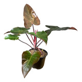 Philodendron Dark Lord | Planta Exótica