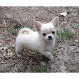 Cachorro Chihuahua Puppy Perrito Chiguagua Cachorrito