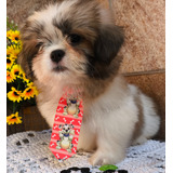 Shih Tzu 