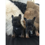 Cachorros Bulldog Francés Black And Tan Perros Disponibles