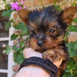 Yorkshire Terrier Tea Cup Mini Facilidades Con Pedrigue