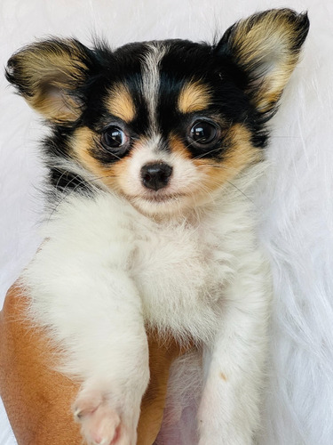 Chihuahua Pelo Longo Filhote