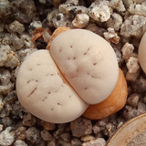 1 Lithops Ruschiorum C241 (cactus Piedra/suculentas)