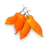 Semillas De Aji Peruano Naranja Organicas Ideal Huerta