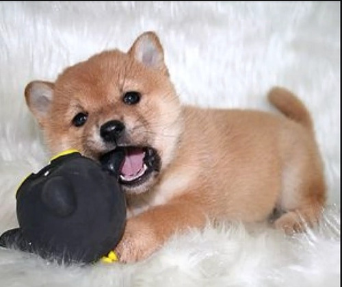 Cão Raça Shiba Inu Filhotes Linhagem Japonesa