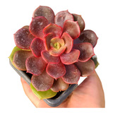 Muda Suculenta Echeveria Vampire Red Ball Colorida Vermelha