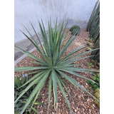 Agave Difformis ( Colección )