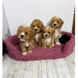 Cachorros Maltipoo 