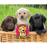 Cachorros Labrador Y De Regalo 10 Pouch Royal Canin