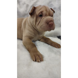 Cachorro Sharpei 