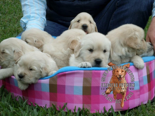 Cachorras Golden De Campo, Puras, Robustas, Fuertes, Sanas