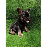 Cachorros Bulldog Francés Black And Tan Exotic Perros 