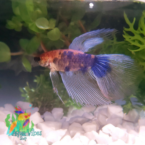 Peixe Betta De Linhagem Delta Fancy Koi