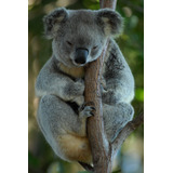Vinilo Decorativo 60x90cm Koala Fauna Gris Gray Osos M5