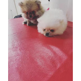 Cachorros Pomerania Miniatura 