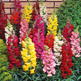 Semillas Antirrhinum Majus Hermosa Planta