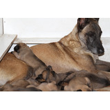 Cachorros Malinois Únicos - Lineas Importadas Israel