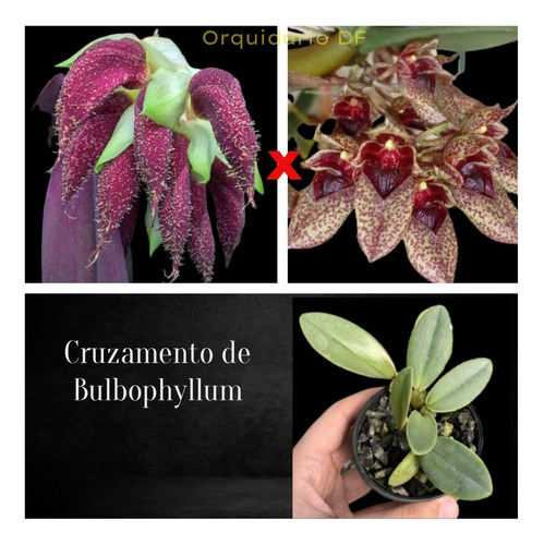 Bulbophyllum Phalaenopsis X Frosti