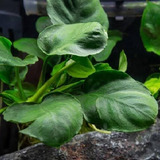 Anubias Nana Round Leaves Plantas Acuáticas Fácil Maceta