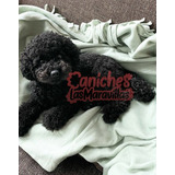 Cachorro Caniche Negro 17