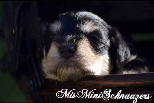 Schnauzer Mini Hembra Blanca Exclusiva Misminischnauzers