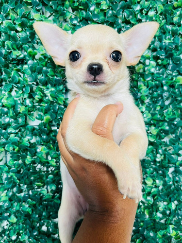 Chihuahua Pelo Curto Femea Linda Creme Disponivel