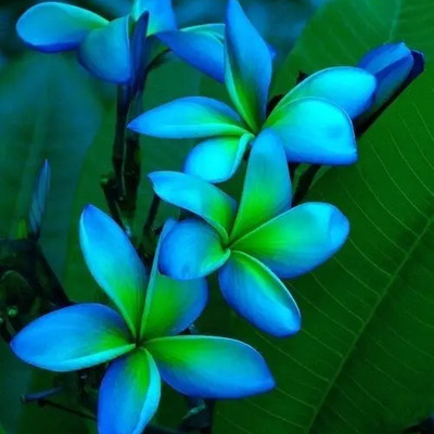 Plumeria Rubra Color Azulado