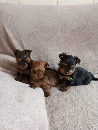 Yorkshire Terrier Cachorros Incluye Pedigree Microchip 