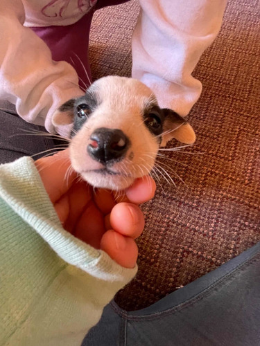 Perro Fox Terrier