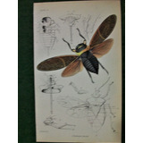 Insectos Grabado Coloreado 10 X 16,50 Edimburgo 1833 Nº 18
