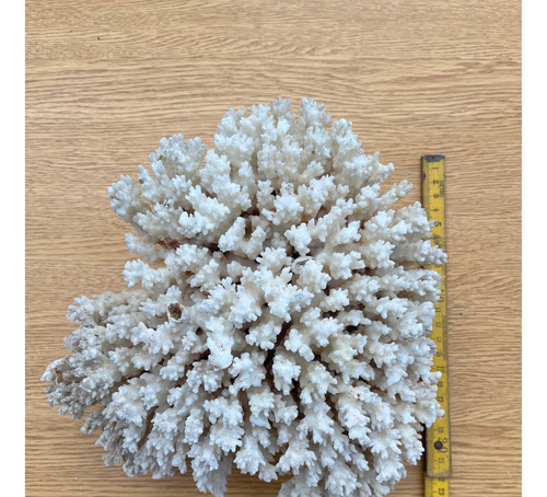 Coral Natural Marino  Excelente Unico!!! Grande!