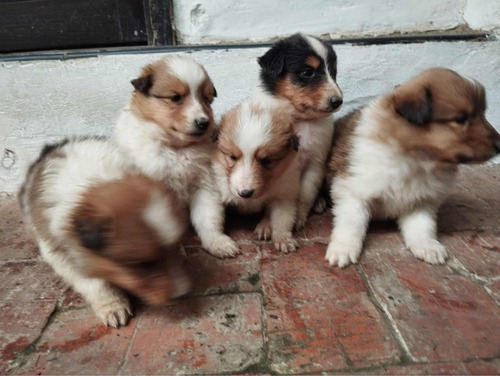 Venta De Cachorros Pastor Collie Hermosos