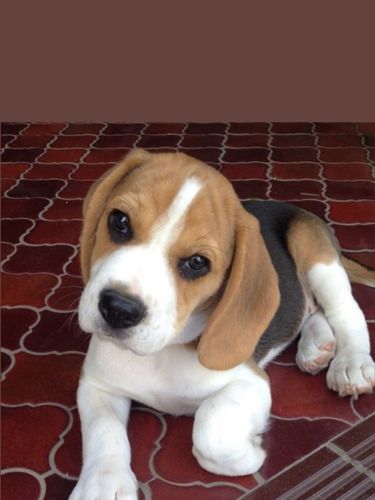 Beagle Cachorros #33