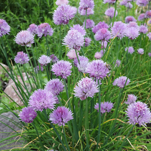 Semillas De Allium Schoenoprasum