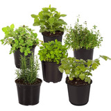 Plantas Aromaticas, Cajas Mix  X 10 ! 