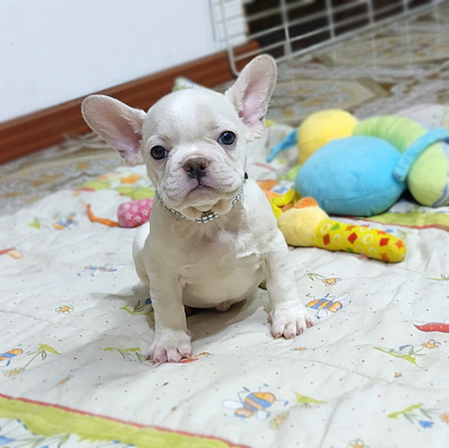 Divino Bulldog Frances Cachorrito Crema Super Tierno Miralo 