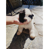 Bellos Cachorros Akitas