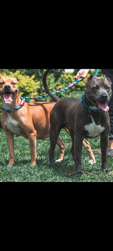 Cachorros Pitbull American Stanford