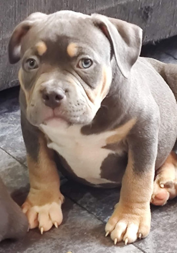 American Bully Cachorros Tricolor Blue