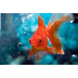Pez Goldfish 