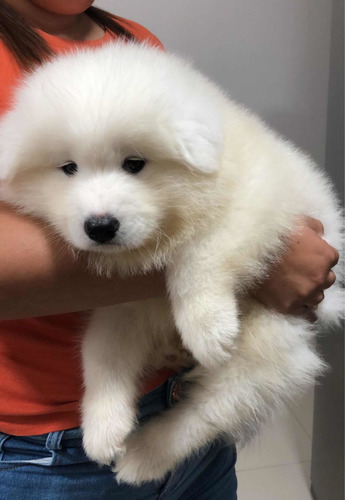 Samoieda Filhotes De Alto Padrão Um Verdadeiro Urso