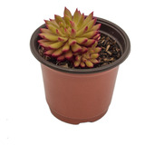 Suculenta Exótica Sunna (sempervivum Grandiflorum) En Maceta