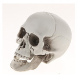 A*gift Cabeza De Esqueleto Modelo Simulado De Cráneo Humano