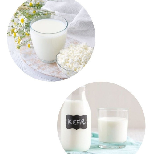 Kefir De Leite Grãos Desidratados Probiótico Natural 