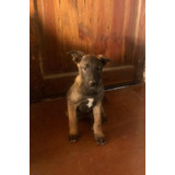 Pastor Belga Malinois 3 Meses 