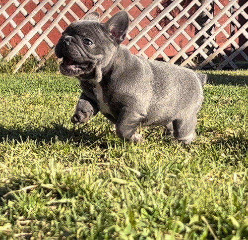 Bulldog Frances Blue Cachorro Exótico Excelente Estructura!!