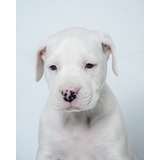 Cachorro Dogo Argentino 005