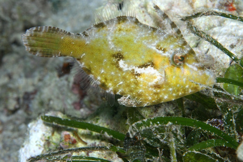 Pez Lija Come Aiptasias Tormentosus Acuario Marino