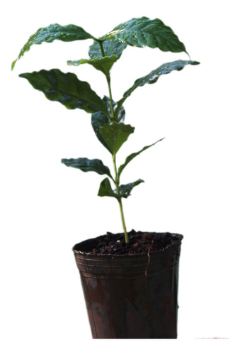 Plantines De Cafe, Clindos, Buen Desarrollo, 30 Cm. Envios