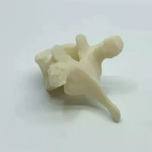 Vertebra Toracica - Impresión 3d- Anatomía- Stock Disponible